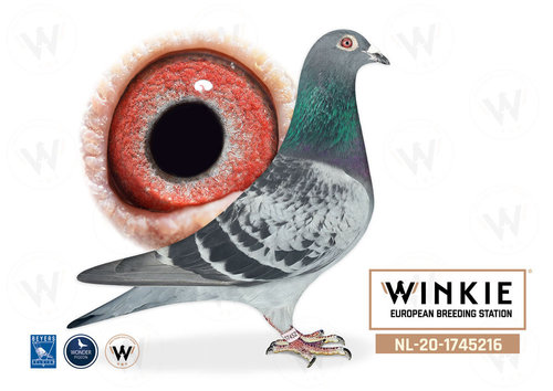 Descendiente Consaguineo de Jonge Witbuik 14