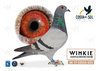 #258 FG PIGEONS