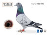 consanguineo Golden pair Winkie