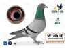 #97 PJ PIGEONS