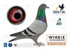 #31 PJ PIGEONS