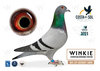 #61 PJ PIGEONS
