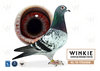 Descendiente Consanguineo de Jonge Witbuik
