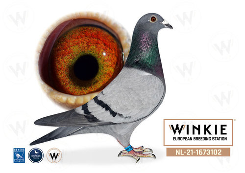 Descendiente Consanguineo de Blauwe Vanoppen