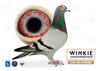 consanguineo de Elfpenner X Descendiente de Golden Pair de Winkie