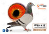 #7 WINKIE PIGEONS