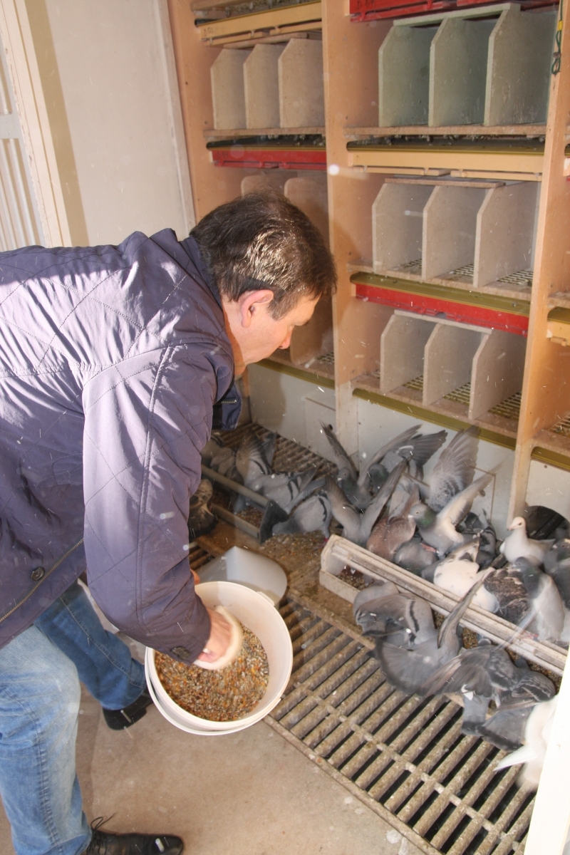 El colombófilo dando de comer a sus palomas.