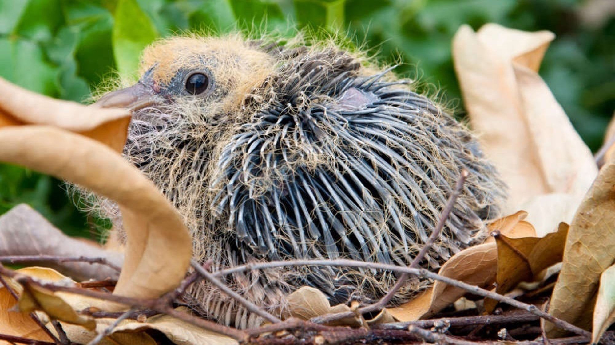 palomas